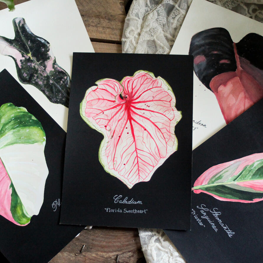 Tropical Plants